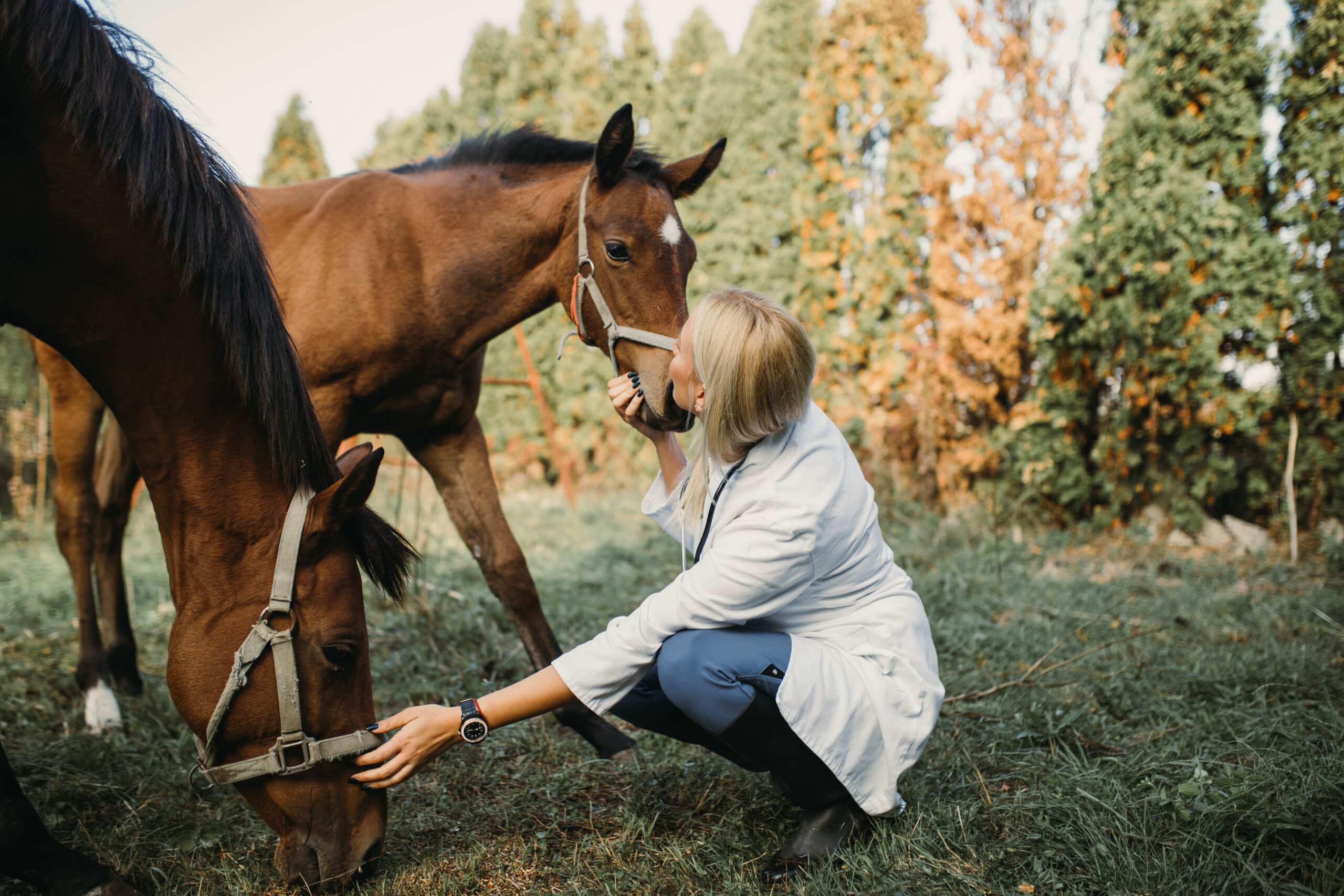 Vet checking foal and mare